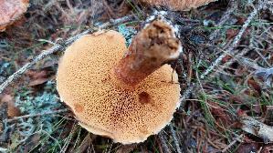 Rostroter-Laerchenroehrling_Suillus-tridentinus_20260919_121803.jpg