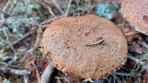 Rostroter-Laerchenroehrling_Suillus-tridentinus_20260919_122021.jpg