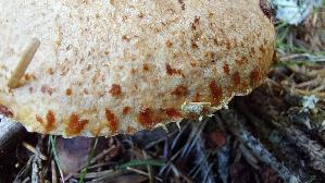 Rostroter-Laerchenroehrling_Suillus-tridentinus_20260919_122042.jpg