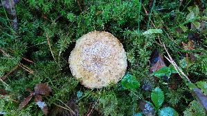Rostroter-Laerchenroehrling_Suillus-tridentinus_20261005_115600.jpg