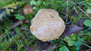 Rostroter-Laerchenroehrling_Suillus-tridentinus_20261005_115732.jpg