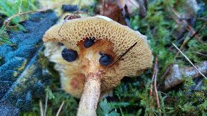 Rostroter-Laerchenroehrling_Suillus-tridentinus_20261005_115829.jpg