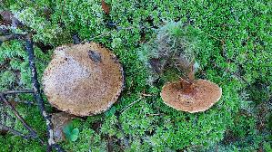 Rostroter-Laerchenroehrling_Suillus-tridentinus_20261005_115920.jpg