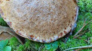 Rostroter-Laerchenroehrling_Suillus-tridentinus_20261005_115948.jpg