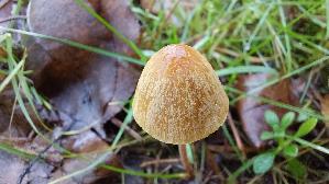 Roststieliges-Samthaeubchen_Conocybe-tenera_20251221_142944.jpg