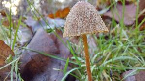 Roststieliges-Samthaeubchen_Conocybe-tenera_20251221_143019.jpg