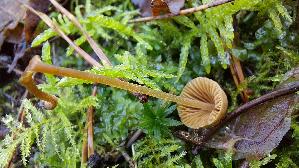 Roststieliges-Samthaeubchen_Conocybe-tenera_20251221_143057.jpg