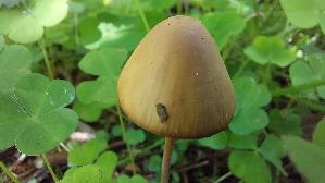 Roststieliges-Samthaeubchen_Conocybe-tenera_20260522_104016.jpg