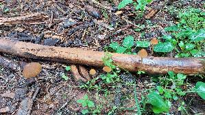 Roststieliges-Samthaeubchen_Conocybe-tenera_20260831_144313.jpg
