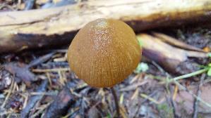 Roststieliges-Samthaeubchen_Conocybe-tenera_20260831_144328.jpg