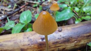 Roststieliges-Samthaeubchen_Conocybe-tenera_20260831_144337.jpg