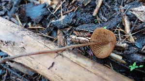 Roststieliges-Samthaeubchen_Conocybe-tenera_20260831_144431.jpg