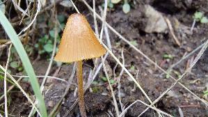 Roststieliges-Samthaeubchen_Conocybe-tenera_20260917_131030.jpg