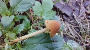 Roststieliges-Samthaeubchen_Conocybe-tenera_20261005_124453.jpg