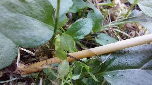 Roststieliges-Samthaeubchen_Conocybe-tenera_20261005_124501.jpg