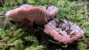 Rotbrauner-Korkstacheling_Hydnellum-ferrugineum_20260919_095208.jpg