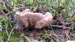 Rotbrauner-Korkstacheling_Hydnellum-ferrugineum_20260919_095229.jpg