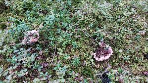 Rotbrauner-Korkstacheling_Hydnellum-ferrugineum_20260919_095513.jpg