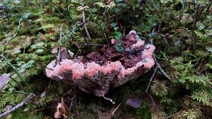 Rotbrauner-Korkstacheling_Hydnellum-ferrugineum_20260919_095532.jpg