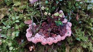 Rotbrauner-Korkstacheling_Hydnellum-ferrugineum_20260919_095541.jpg