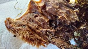 Rotbrauner-Korkstacheling_Hydnellum-ferrugineum_20260919_173118.jpg