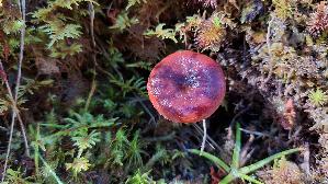 Rotbrauner-Milchling_Lactarius-rufus_20260915_102607.jpg