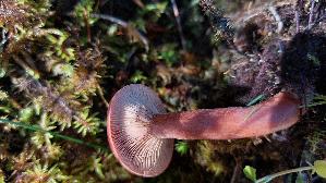 Rotbrauner-Milchling_Lactarius-rufus_20260915_102746.jpg