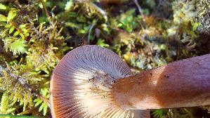 Rotbrauner-Milchling_Lactarius-rufus_20260915_102759.jpg