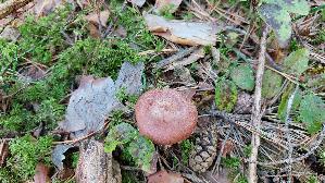 Rotbrauner-Milchling_Lactarius-rufus_20260916_142713.jpg