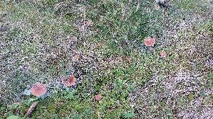 Rotbrauner-Milchling_Lactarius-rufus_20260916_145656.jpg
