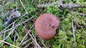 Rotbrauner-Milchling_Lactarius-rufus_20260916_145709.jpg