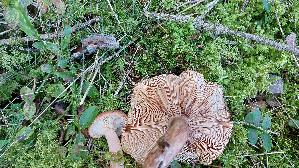 Rotbrauner-Milchling_Lactarius-rufus_20260916_145841.jpg