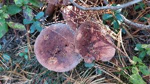 Rotbrauner-Milchling_Lactarius-rufus_20260922_121814.jpg
