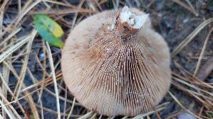 Rotbrauner-Milchling_Lactarius-rufus_20260922_121825.jpg