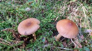 Rotbrauner-Scheidenstreifling_Amanita-fulva_20260916_115754.jpg