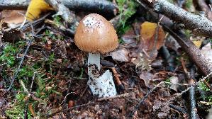 Rotbrauner-Scheidenstreifling_Amanita-fulva_20261013_102937.jpg