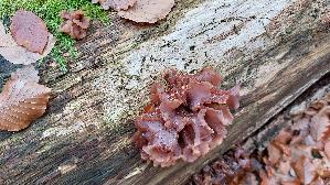 Rotbrauner-Zitterling_Tremella-foliacea_20251107_144239.jpg