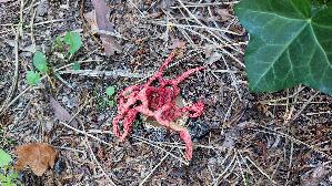 Roter-Gitterling_Clathrus-ruber_20250807_141033.jpg