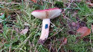 Roter-Heringstaeubling_Russula-xerampelina_20251014_144748.jpg