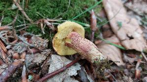 Rotfuss---Roehrling_Xerocomus-chrysenteron_20260615_121551.jpg