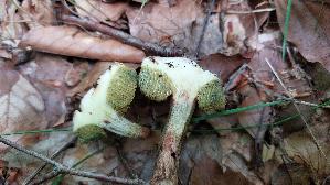 Rotfuss---Roehrling_Xerocomus-chrysenteron_20260616_133057.jpg