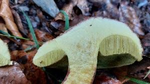 Rotfuss---Roehrling_Xerocomus-chrysenteron_20260831_135147.jpg