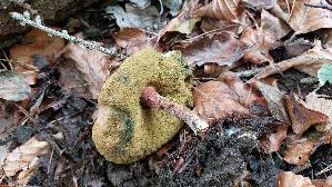 Rotfuss---Roehrling_Xerocomus-chrysenteron_20260902_123940.jpg