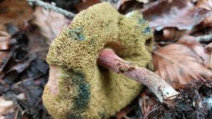 Rotfuss---Roehrling_Xerocomus-chrysenteron_20260902_123949.jpg