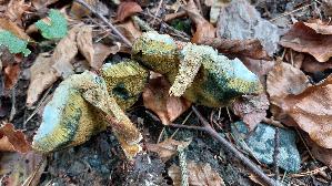 Rotfuss---Roehrling_Xerocomus-chrysenteron_20260902_124101.jpg