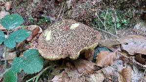 Rotfuss---Roehrling_Xerocomus-chrysenteron_20260903_134725.jpg