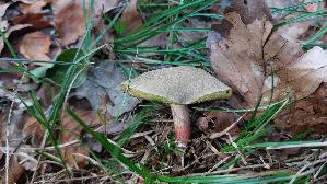 Rotfuss---Roehrling_Xerocomus-chrysenteron_20260912_133654.jpg