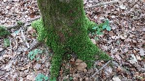 Rotfuss---Roehrling_Xerocomus-chrysenteron_20260913_101356.jpg