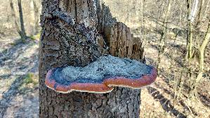 Rotrandiger-Baumschwamm_Fomitopsis-pinicola_20250320_142345.jpg