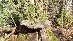 Rotrandiger-Baumschwamm_Fomitopsis-pinicola_20250413_162705.jpg